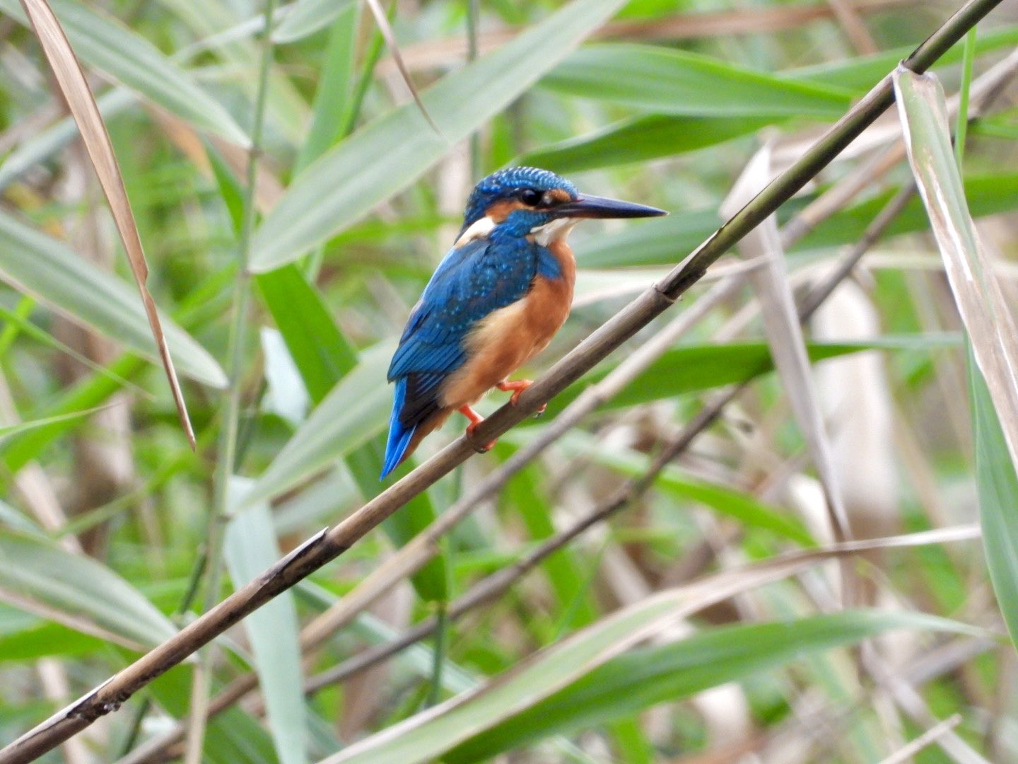 カワウソ ソフビ 蓄光成型 ソフビ
