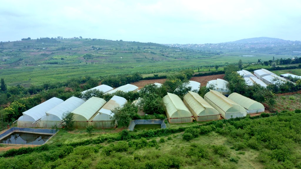 diharagirimana's tweet image. Countries Leading in Greenhouse Farming Around the World
1. 🇨🇳 China – 1,100,000 hectares under greenhouses
2. 🇪🇸 Spain – 70,000 hectares (notably Almería region)
3. 🇹🇷 Turkey – 68,000 hectares
4. 🇲🇽 Mexico – 55,000 hectares
5. 🇮🇹 Italy – 42,000 hectares
6. 🇳🇱 Netherlands –…