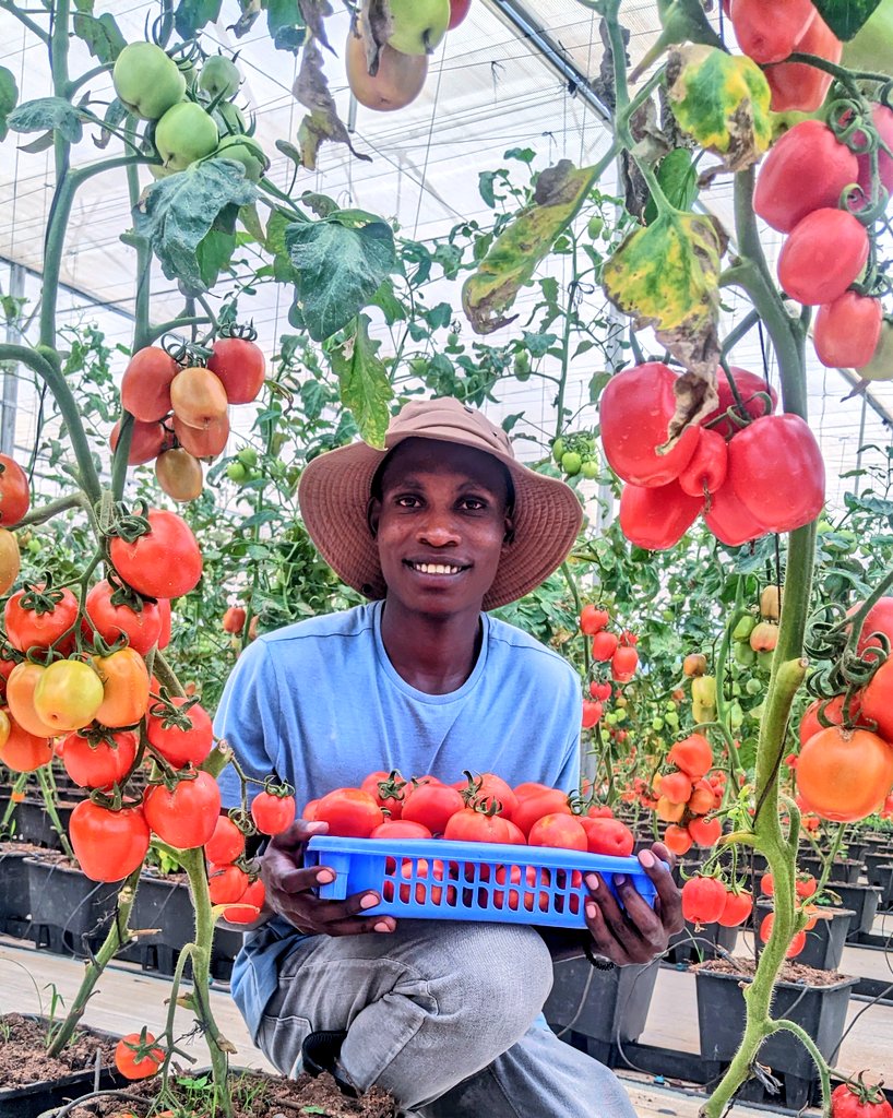 diharagirimana's tweet image. Countries Leading in Greenhouse Farming Around the World
1. 🇨🇳 China – 1,100,000 hectares under greenhouses
2. 🇪🇸 Spain – 70,000 hectares (notably Almería region)
3. 🇹🇷 Turkey – 68,000 hectares
4. 🇲🇽 Mexico – 55,000 hectares
5. 🇮🇹 Italy – 42,000 hectares
6. 🇳🇱 Netherlands –…