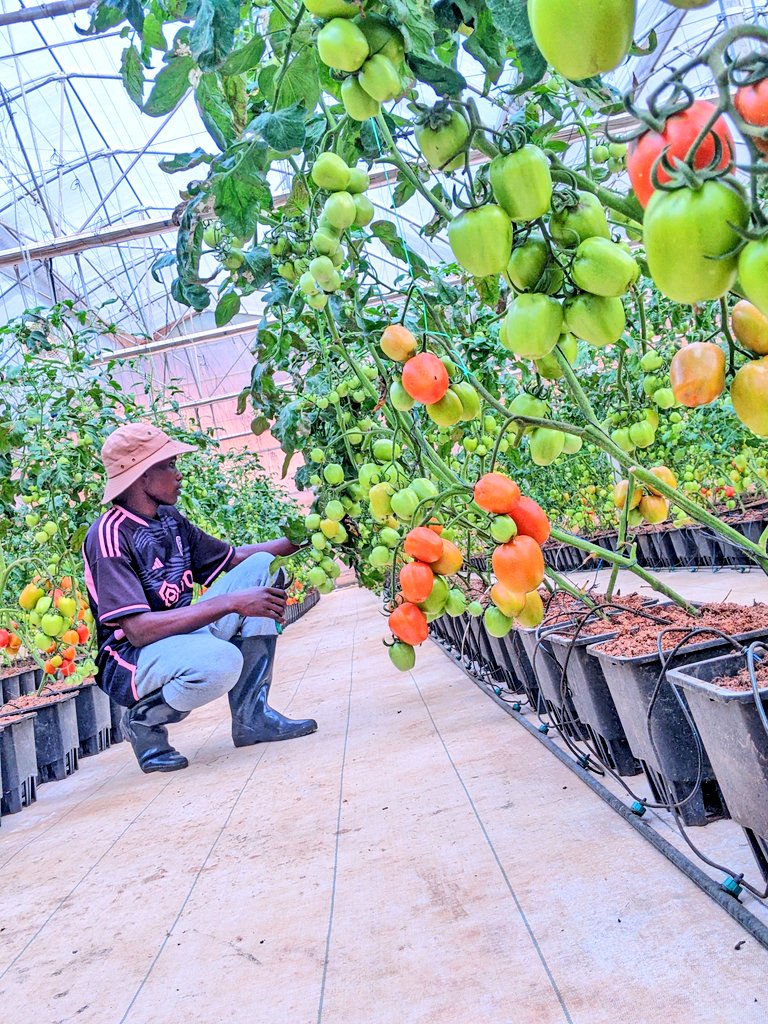 diharagirimana's tweet image. Countries Leading in Greenhouse Farming Around the World
1. 🇨🇳 China – 1,100,000 hectares under greenhouses
2. 🇪🇸 Spain – 70,000 hectares (notably Almería region)
3. 🇹🇷 Turkey – 68,000 hectares
4. 🇲🇽 Mexico – 55,000 hectares
5. 🇮🇹 Italy – 42,000 hectares
6. 🇳🇱 Netherlands –…