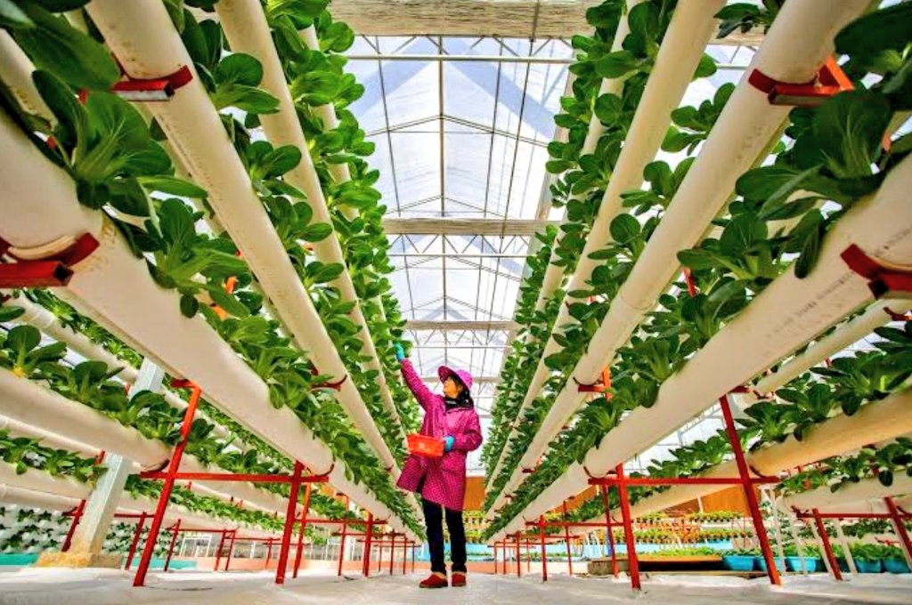 diharagirimana's tweet image. Countries Leading in Greenhouse Farming Around the World
1. 🇨🇳 China – 1,100,000 hectares under greenhouses
2. 🇪🇸 Spain – 70,000 hectares (notably Almería region)
3. 🇹🇷 Turkey – 68,000 hectares
4. 🇲🇽 Mexico – 55,000 hectares
5. 🇮🇹 Italy – 42,000 hectares
6. 🇳🇱 Netherlands –…
