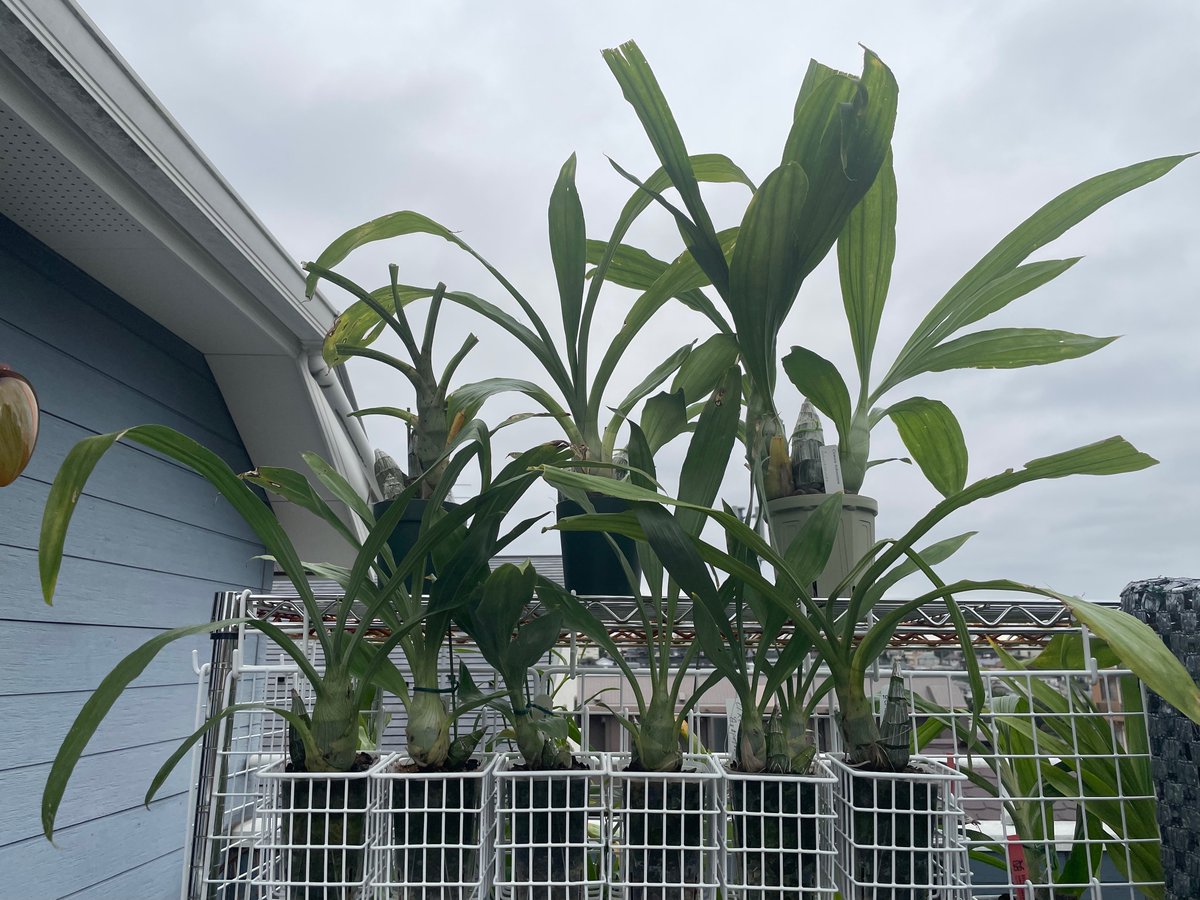 北条早雲@タケノコ蘭沼 on X