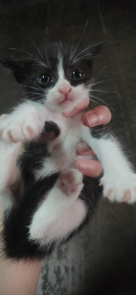 hanubaru∞🐾 tweet media