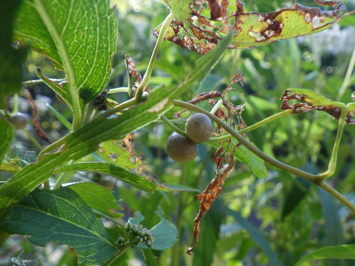 秋も深まった園内、茂みや植込みに絡まるヤマノイモのつるに「むかご」が出来ています。
栄養が貯まった小さなイモのようなもので、昔から「むかごご飯」などで楽しまれてきました。
じつは、種子とは別に、このむかごからも新しい芽が出て子孫を増やすことができます。
ぜひ観察してみてくださいね。