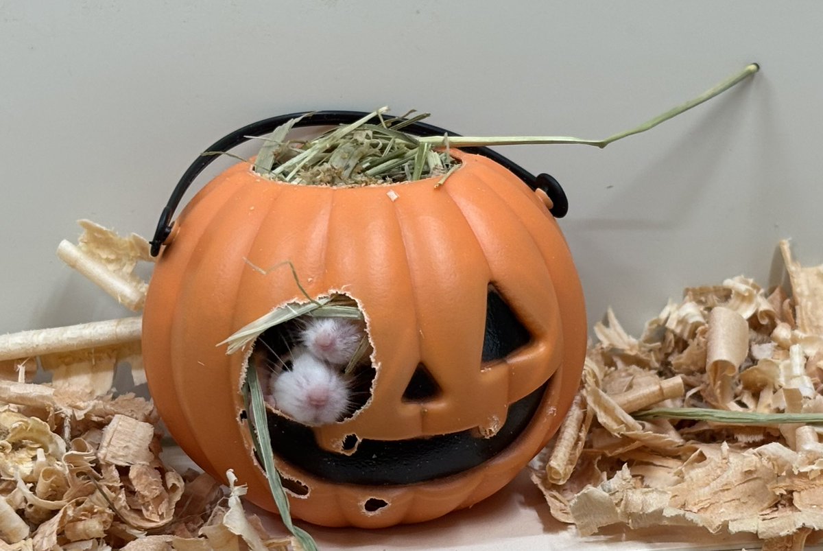 かぼちゃ - Search / X