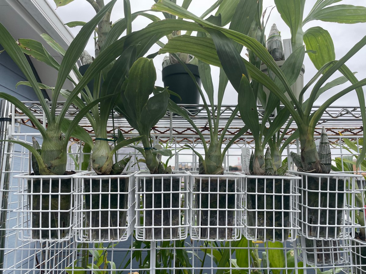 北条早雲@タケノコ蘭沼 on X