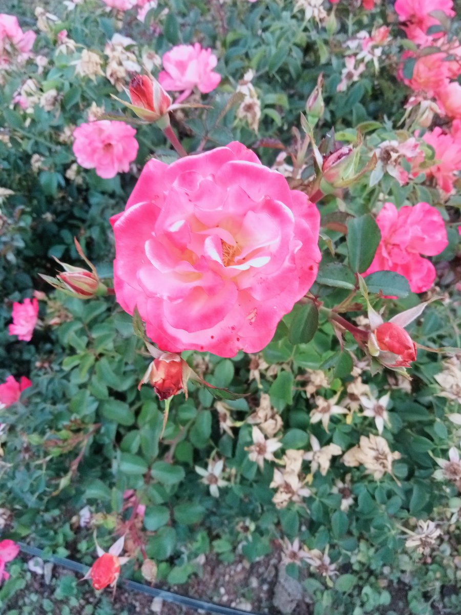 Her seçiş bir vazgeçiştir.”

Jean Paul Sartre 
#NaturePhotography #nature #GoodMorning