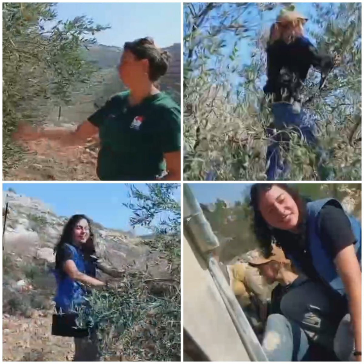 فلسطين: مستوطنات يُطلقن على أنفسهن اسم "فتيات التلال" يسرقن ثمار الزيتون من جبل بانياس على أطراف بلدة نحالين غرب بيت لحم.