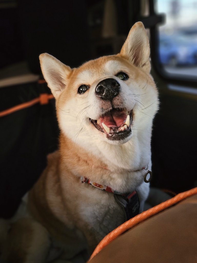 こむぎさん、インスリノーマ(膵臓癌)術後半年の検査でも再発＆転移なしでした🎉🎉🎉
次の受診は半年後！順調順調🥰