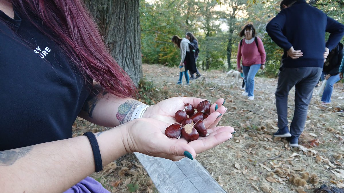 AcoaAke's tweet photo. 🌰 Cosecha colectiva de castañas en el #concejo de #Apellaniz 👉 VI. Fiesta de la castaña

🌳 #Apilaiz|ko #kontzeju|an gaztaina bilketa taldean 👉 Gaztainaren VI. jaialdia

#ArraiaMaeztu @MontanAlavesa #Araba #Alava https://t.co/RZVlVeWXrv