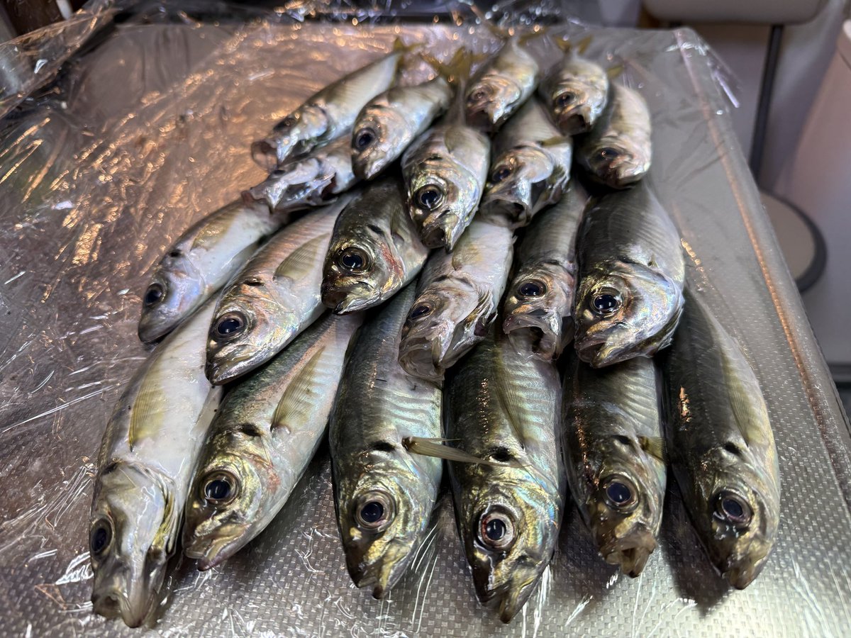 久しぶりのアジンク🎣
サバぶるぶるでピントがあわない笑