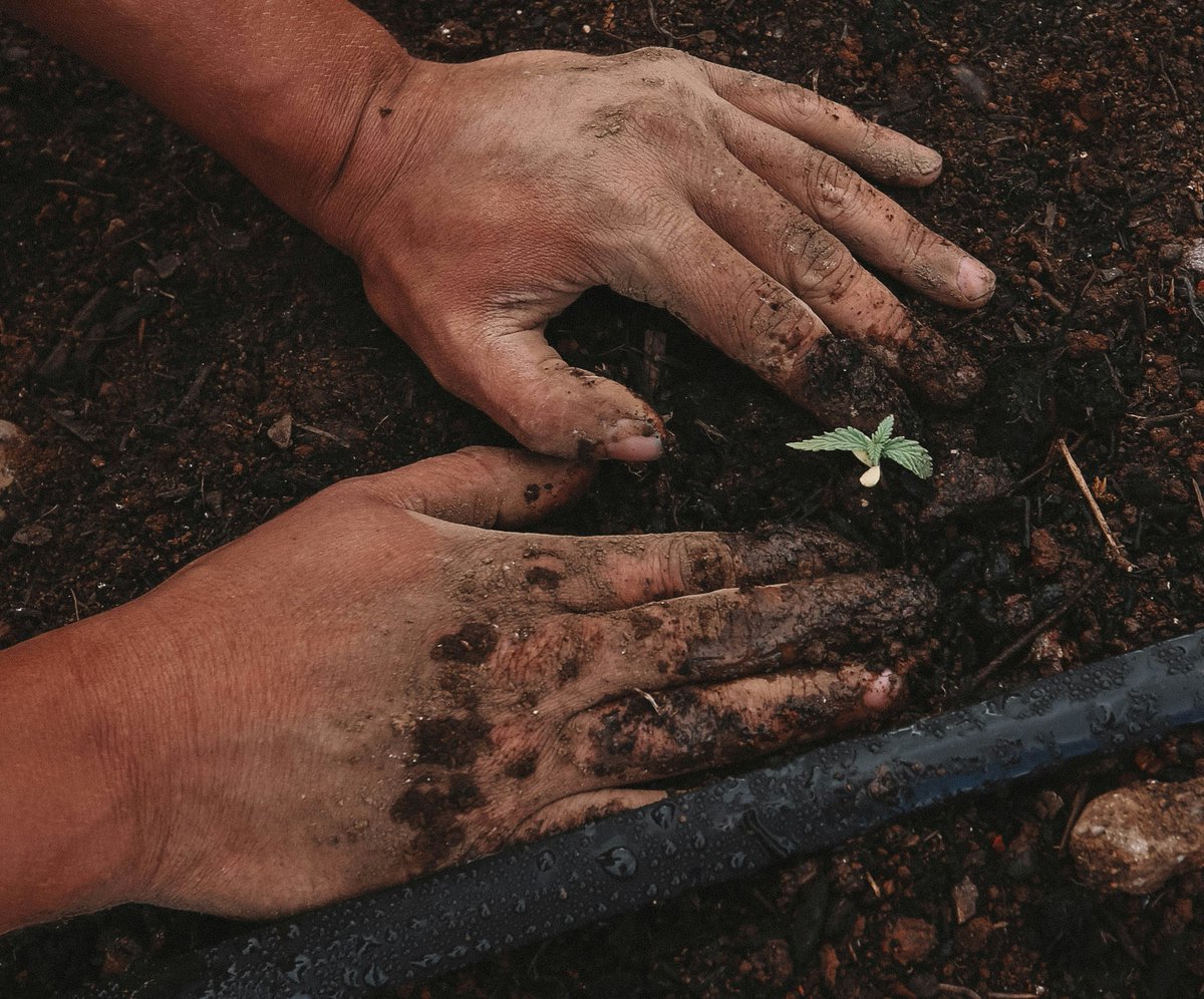 China_Up_Close's tweet photo. Today marks the arrival of #Guyu (谷雨), or Grain #Rain, the 6th solar term in the #Chinese lunar calendar. The rising temperatures and increasing precipitation of this period make it an ideal planting season, and #farmers seize the opportunity to get their seeds in the ground. https://t.co/hgbHyzGozN