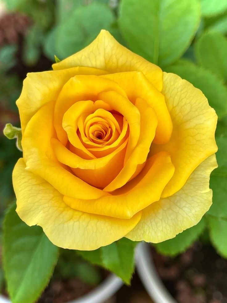 Happy Monday #HappyMonday #Rose #HappyDiwali
