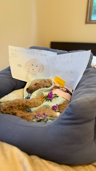 _mnc90's tweet photo. うちの実家のわんこが亡くなった
「眠るように亡くなって良かった。亡くなった犬は虹の橋に行くんやって」って妹が言ってて、虹の橋のお線香セットの画像を送ってくれた

そのあと納骨に言ったらほんとに虹が出てたみたいで感動した https://t.co/XCur4KaSwc
