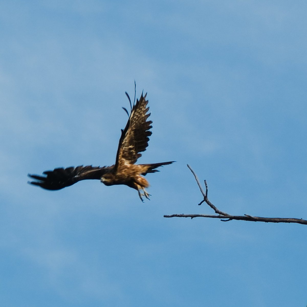 ヌ一べル (@obladi__blada) on Twitter photo 