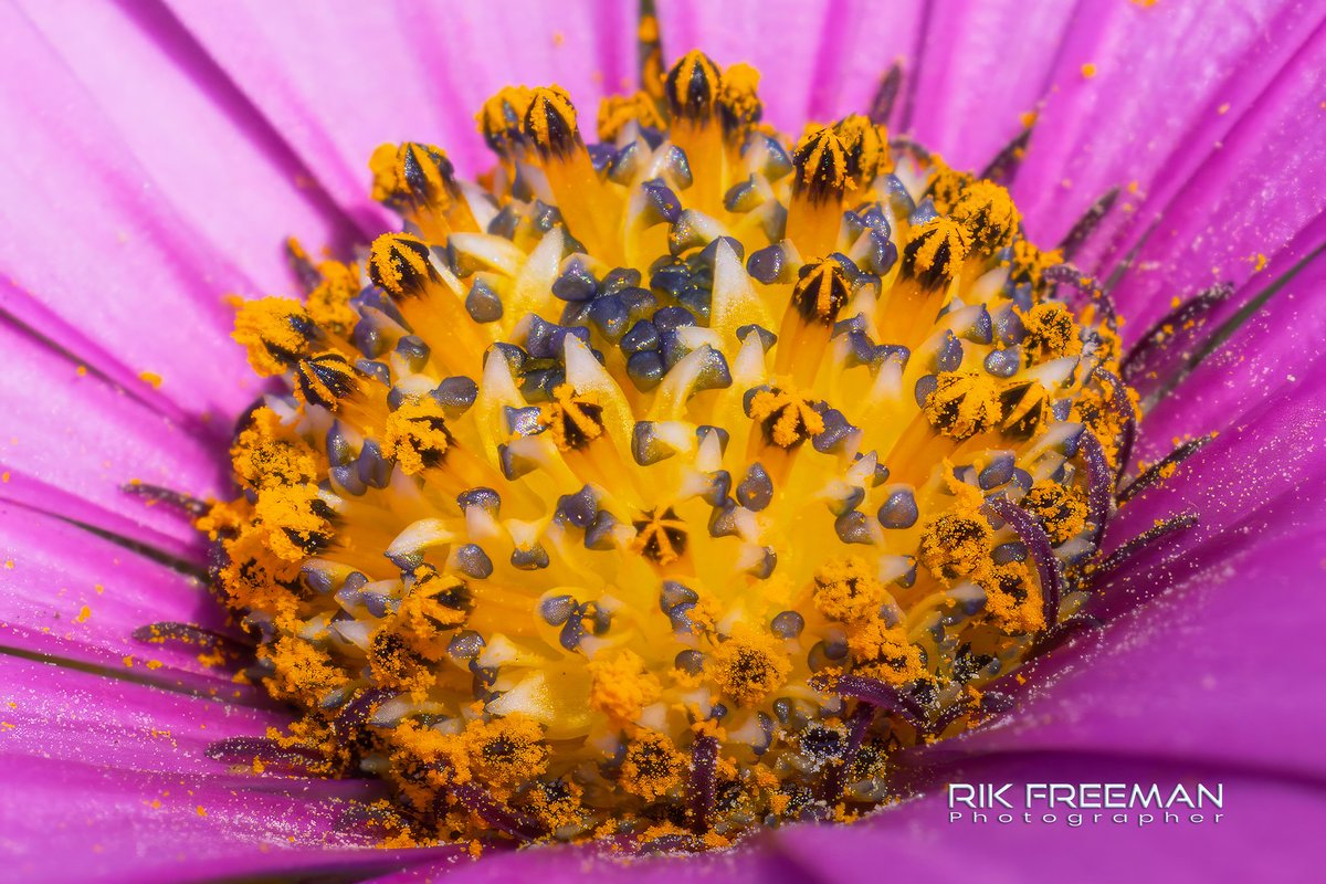 rickfr01's tweet photo. Morning all...It's a pretty grim day out there today so, a little colour to liven thing up. 😎😃
@CanonUKandIE @neewerofficial @Nature #liveforthestory https://t.co/FeQmKYlBPq
