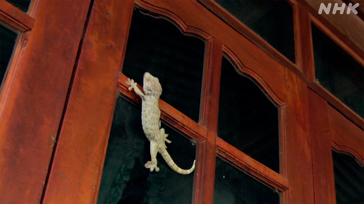 部屋のドアをスルスルと登るトッケイヤモリ🦎✨

でも、いったいどうやってはりついているの！？

実はヤモリならではの特殊な能力のおかげなんです♪👀🔎

🟧⏰26日 日曜夜7時30分～🟧
『新発見！怪物ヤモリの㊙おうちライフ』
nhk.jp/darwin/

#ダーウィンが来た