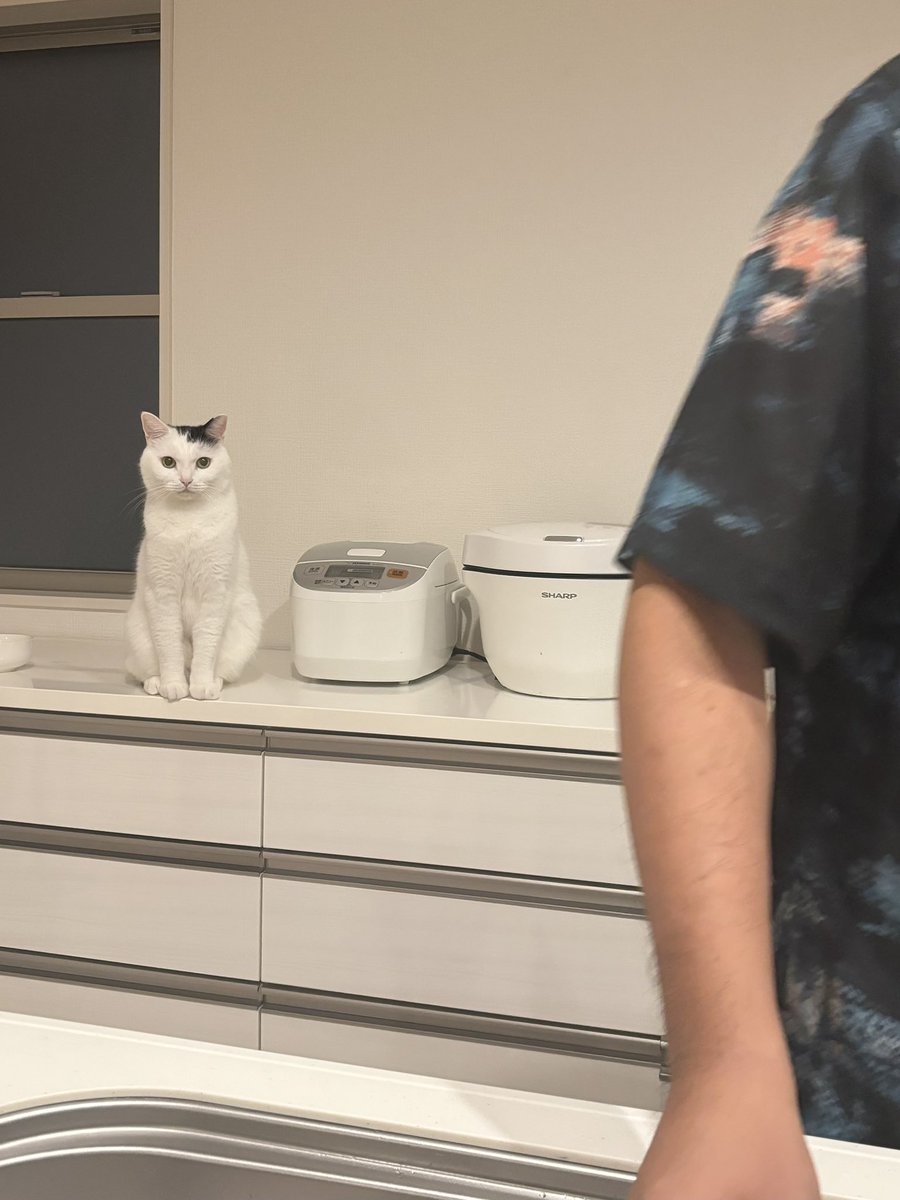 洗いもの監視ねこ