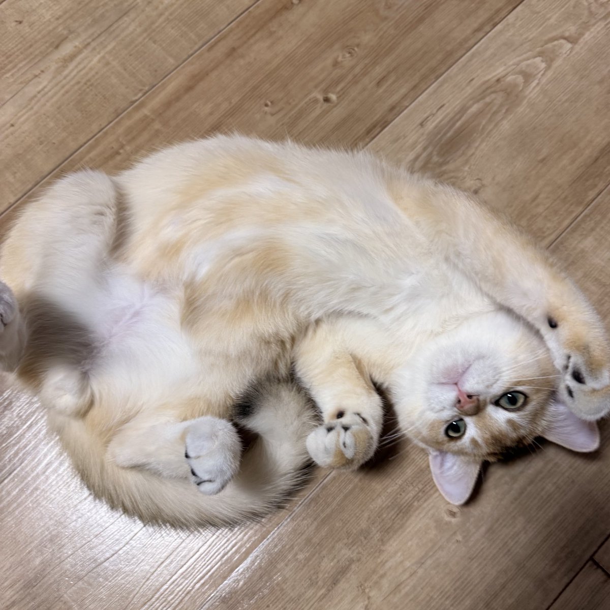 이보쇼...