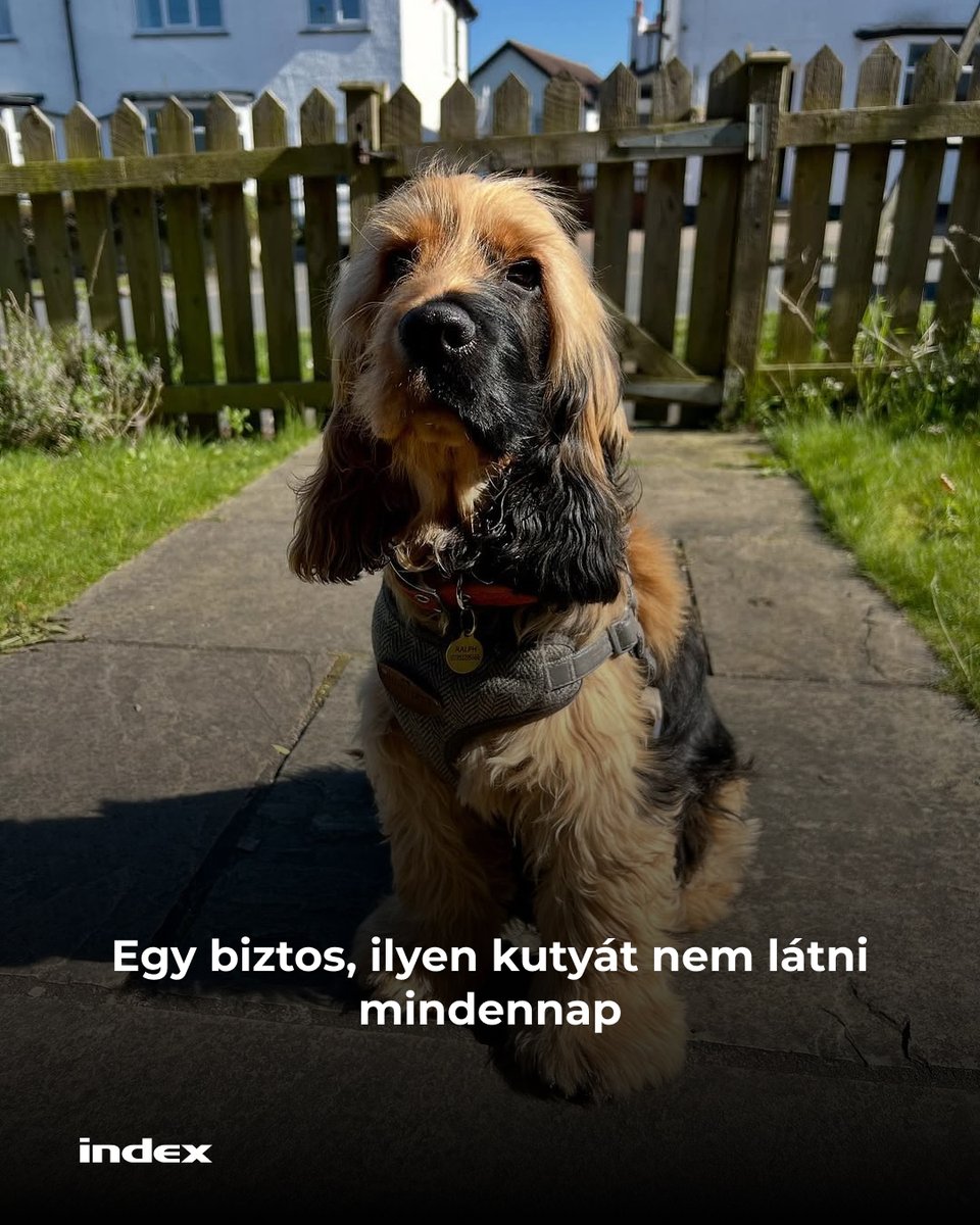 indexhu's tweet image. – Akkor aranyszínű a kutya vagy fekete? 
– Igen.
Fotó: Instagram/Pubity
Részletek:
index.hu/mindekozben/po…
#dog #spaniel #indexhu