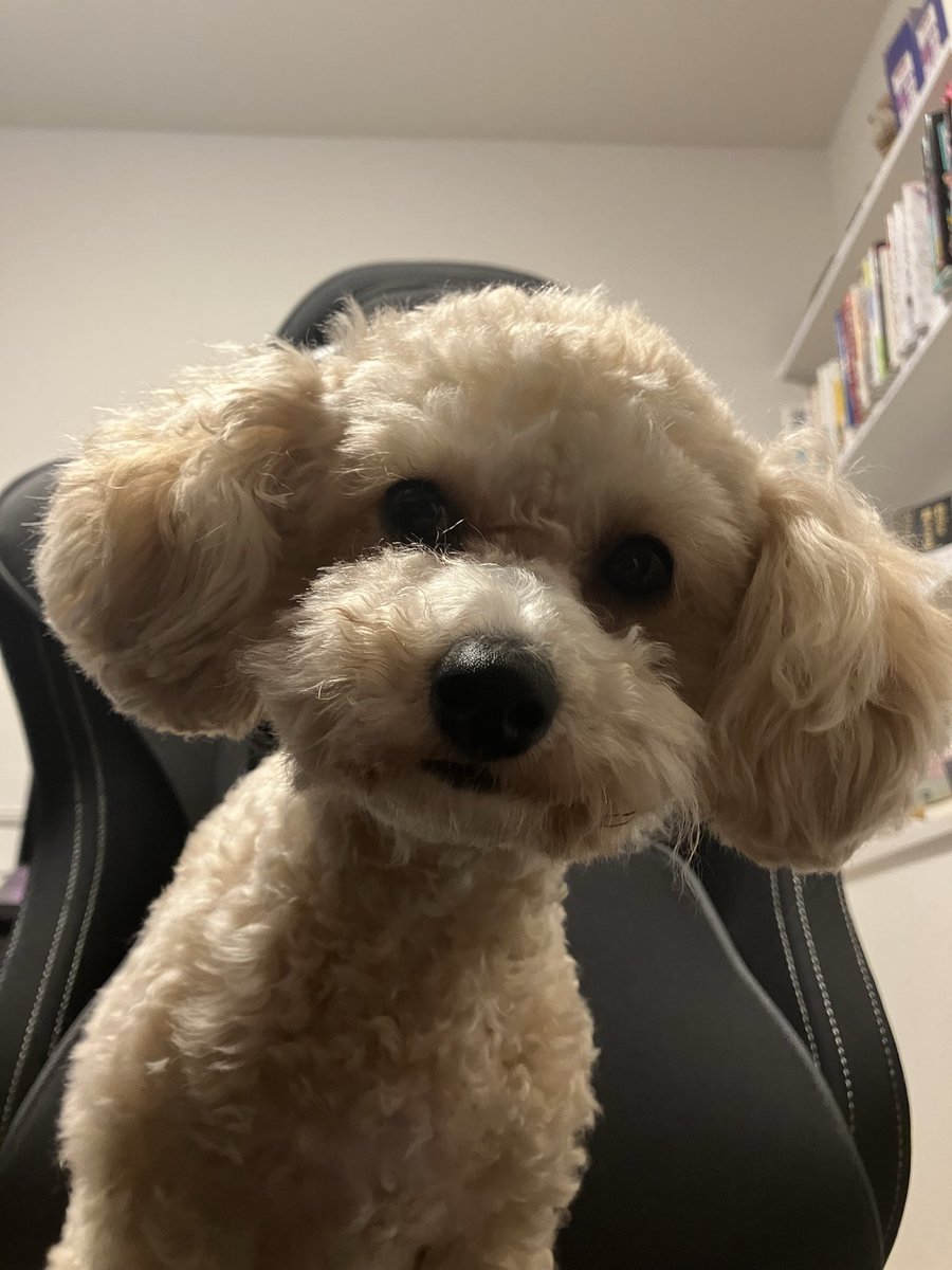 可愛いおメメがみえた❤️
#たぬきじゃなかった
#アルパカじゃないよ
#ビションプー
#一歳四ヶ月