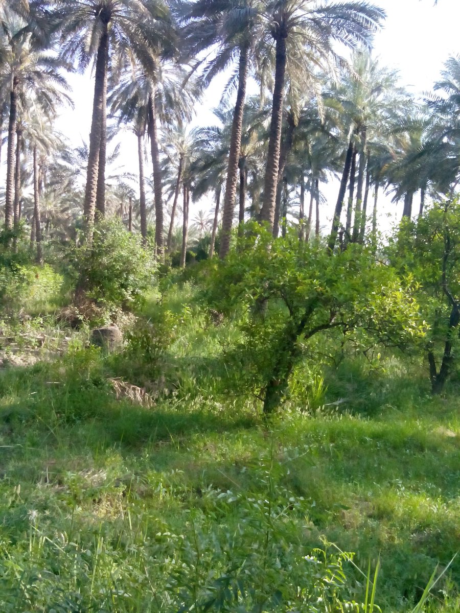 ورقـة و قلم گضيت ردت اكتب أنساك
أوصــل لحد النــون و أكتبــها أهـواك

#دارمي
#شعر_شعبي_عراقي