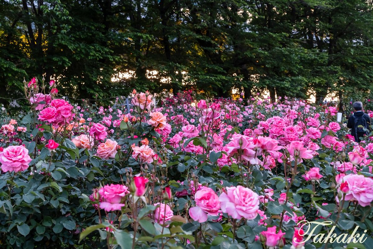 #与野公園／春薔薇（LAST）

 撮影：24年05月