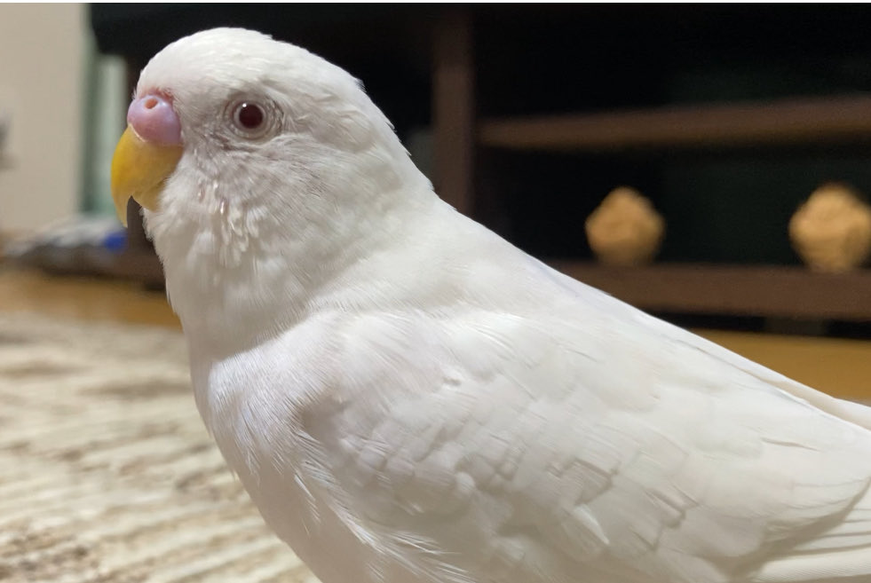rurushiroinko's tweet photo. 本日13時頃実家で飼われていた白インコを不注意で逃がしてしまいました。
門真市千石東辺りです。
もし見かけたり保護できたり何か情報があればDMかリプください。
よろしくお願いします。
＃拡散希望 https://t.co/GjDdOSWSWz