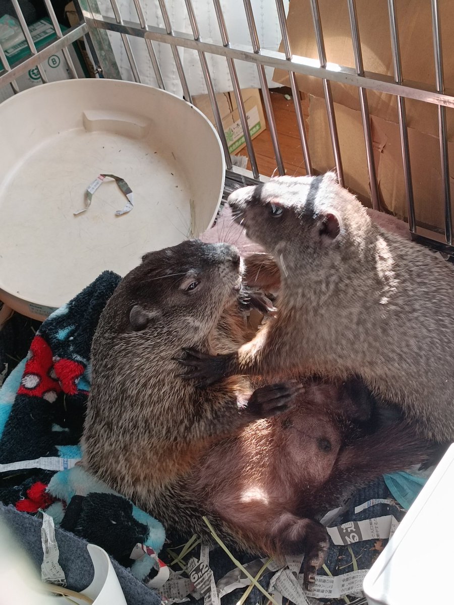 ⭐︎ふくちゃん⭐︎ フィットちゃん ストリートファイン 安ピカッ×楽ッション 黒