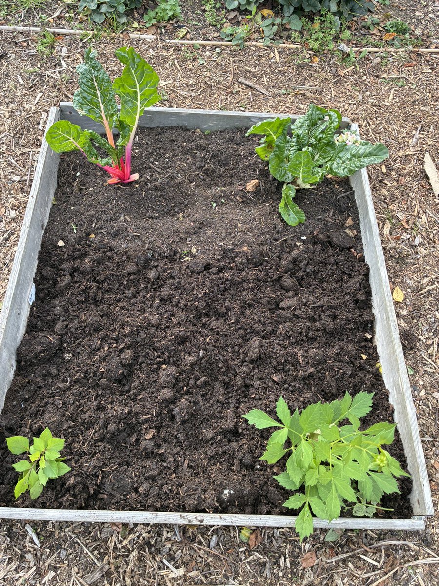 Getting Plot 25 ready for winter. The cosmos have only just started flowering!