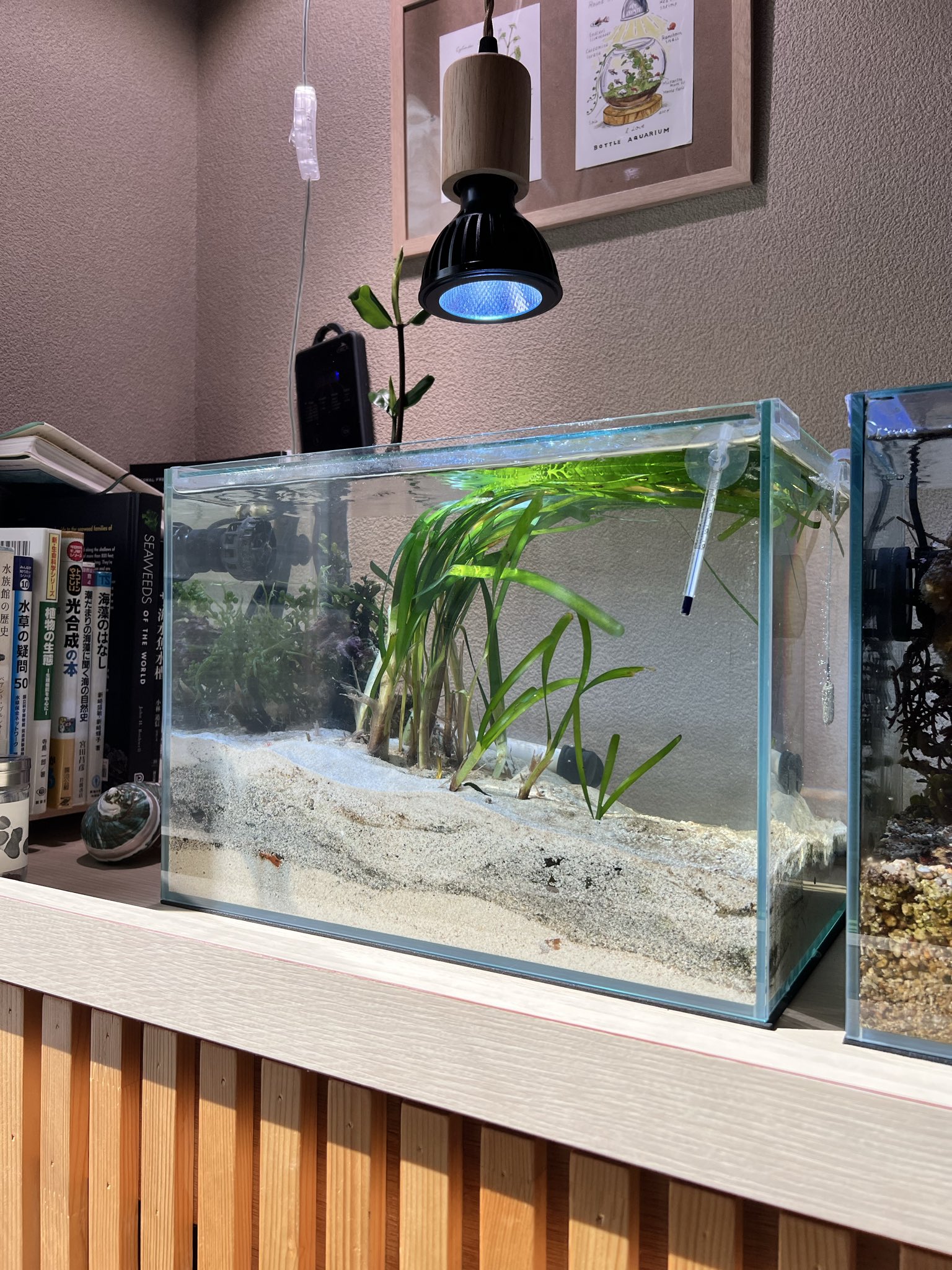 水草  海藻  サンゴ ひでよ hideyo on X: 