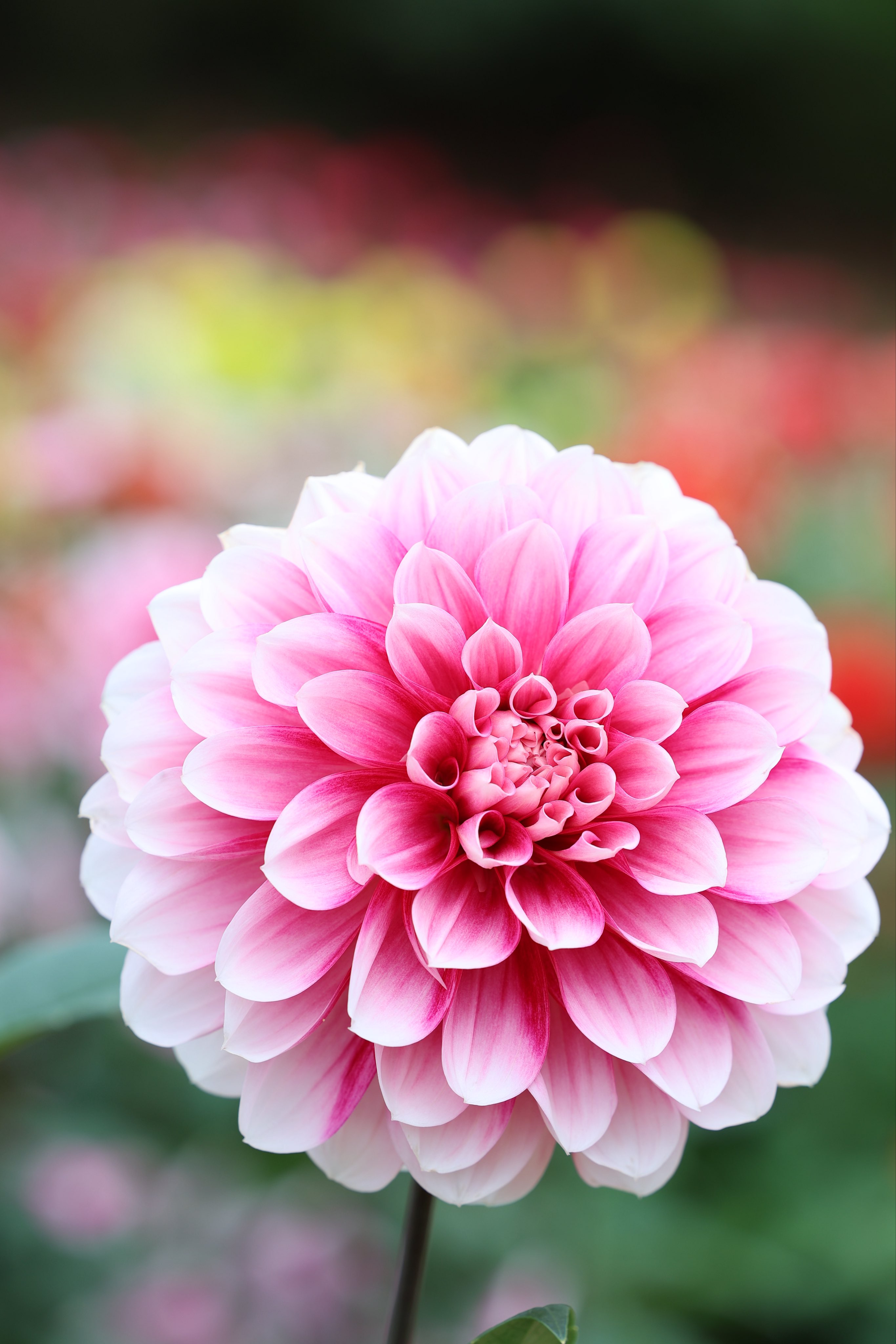 ダリア - Search / X