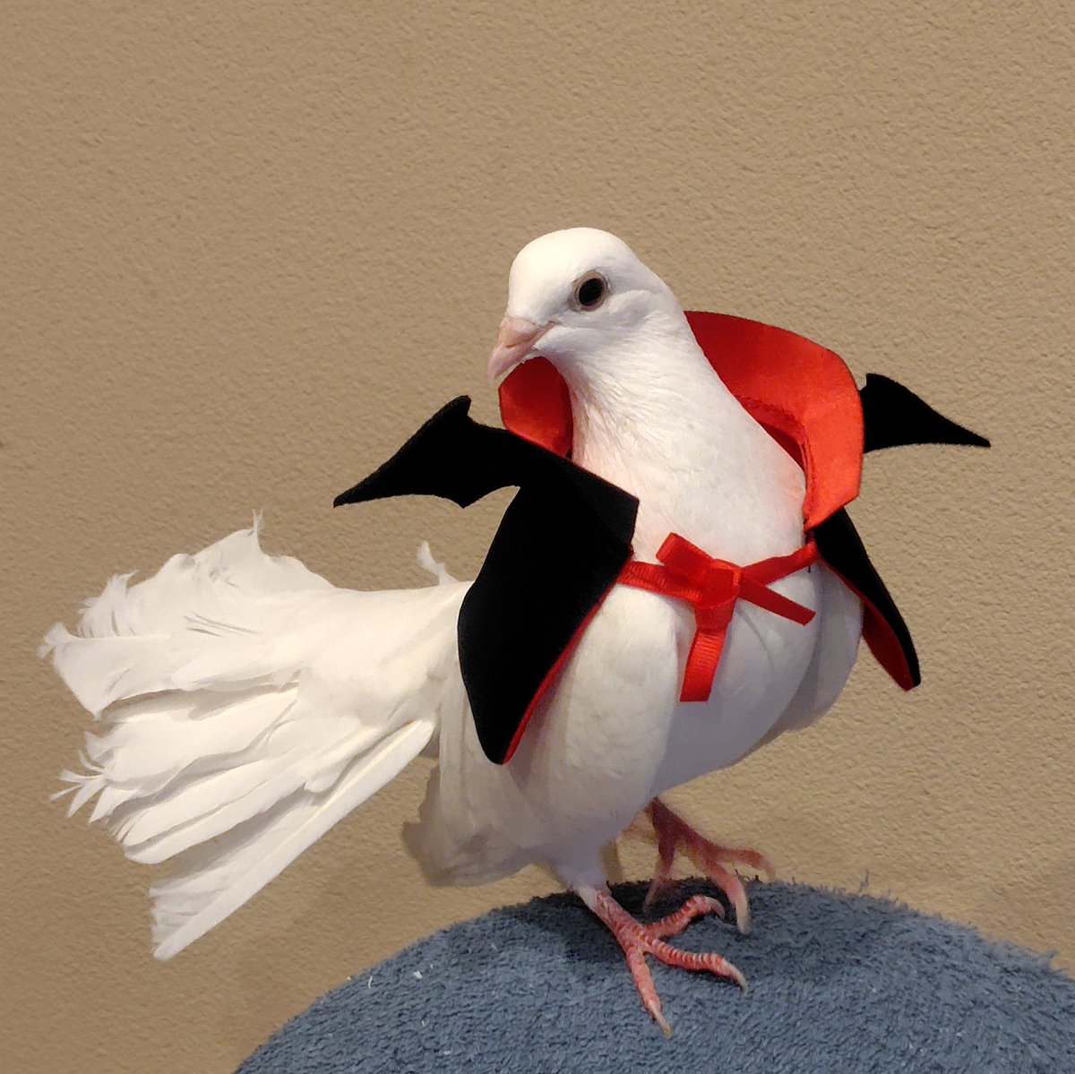 スリーコインズのぬい用ハロウィン服、おとなしく着てくれた