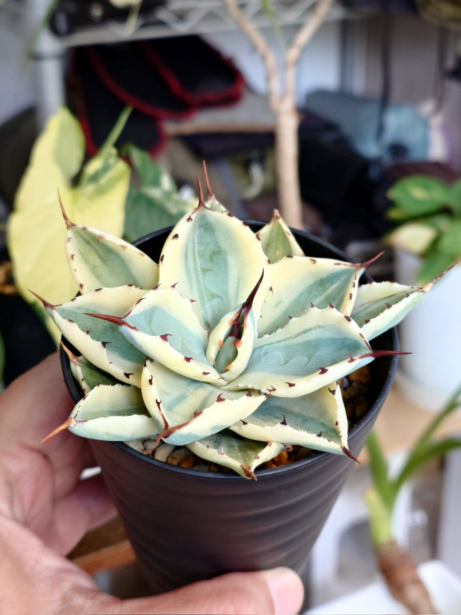 アガベ am s-l1600.jpg