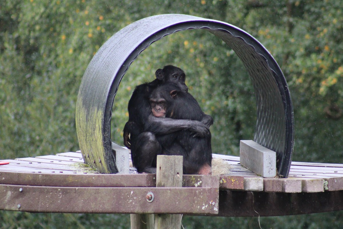 With the weather today, some of our primates will be inside for their own safety- and we expect many to be sheltering from the rain! 😀Visitors will still be able to see them in their indoor playrooms and bedrooms ☔🌧