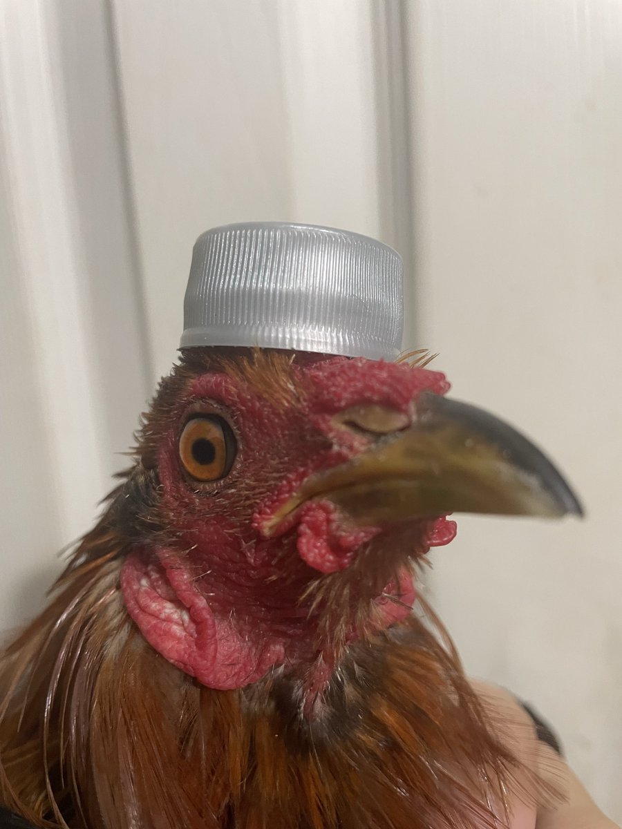 chicken boy 🐓 tweet media