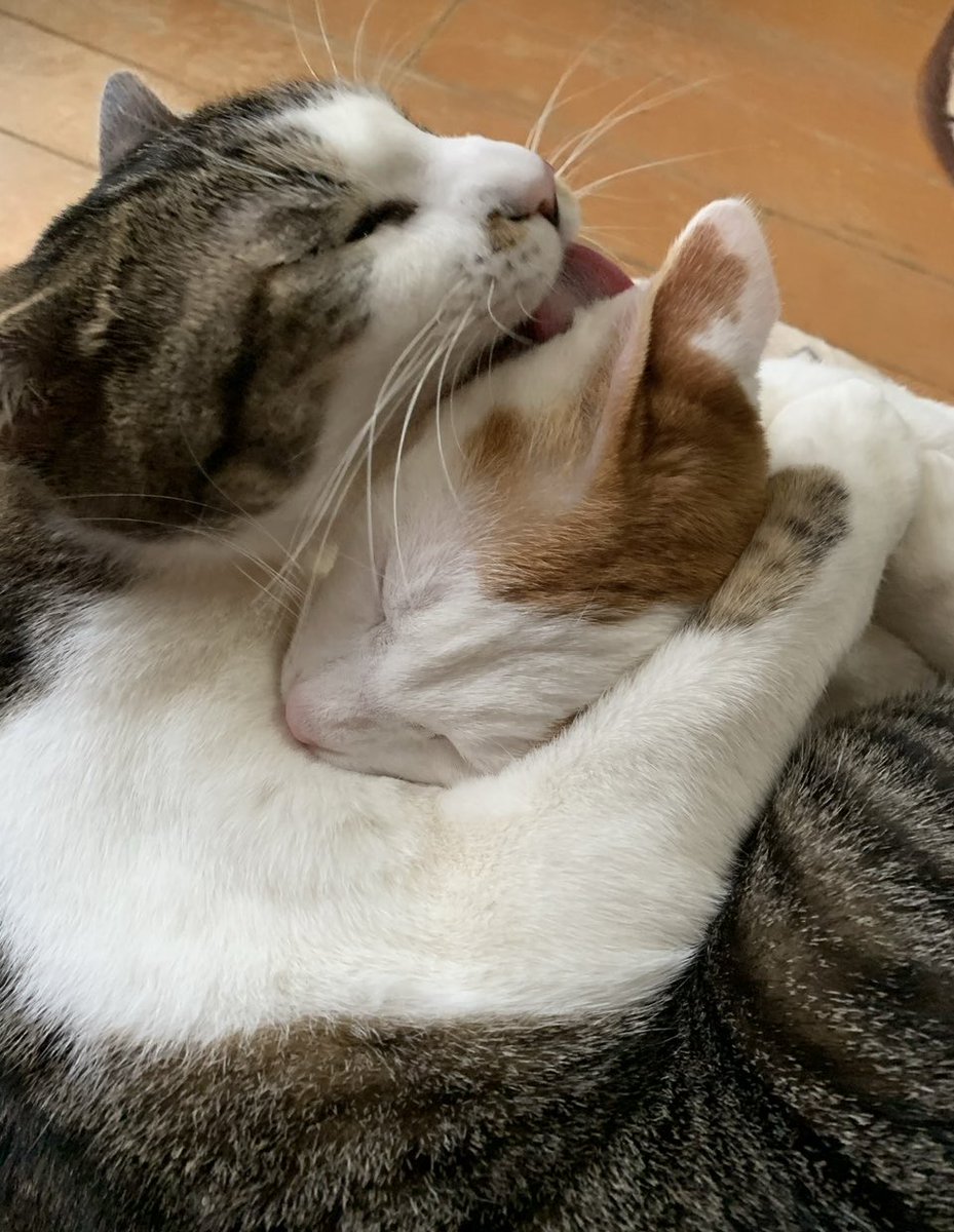 RAN55866313's tweet image. ねこパンチの後はギューっと抱きしめてあげてね〜いつかこんな日が来ると良いね〜