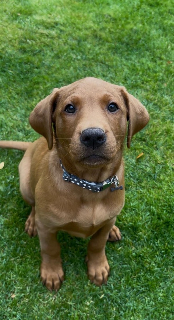 🐾 Meet Bonnie — our new Director of Employee Wellness! 🐶
At just 10 weeks old, she’s already boosting morale, enforcing walk breaks, and stealing shoes. Productivity’s up 200%! 😉❤️

#OfficeDog #TeamHamilton #HamiltonAppointments paiger.link/723916047