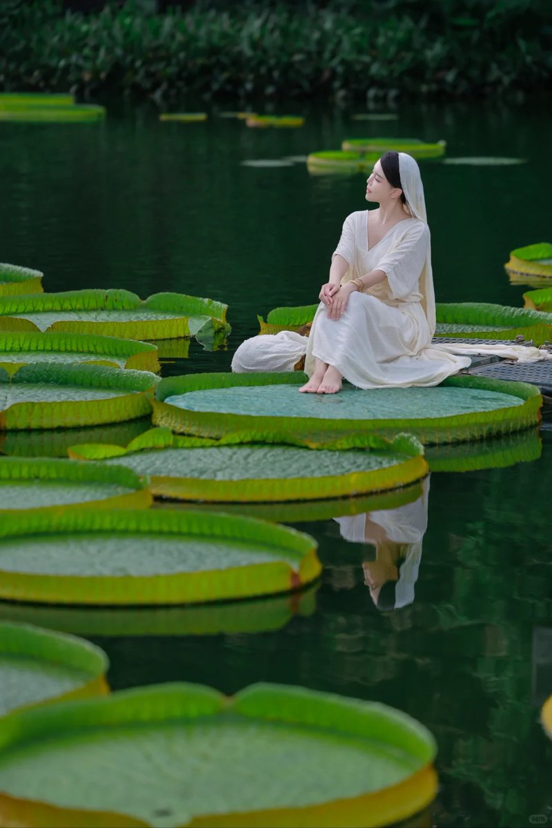 ailuqiao123's tweet image. A well-developed Victoria water lily leaf can usually support a weight ranging from 30 to 83 kilograms. Is this true?  👀#NatureFacts #PlantPower #CoolScience #AmazingPlants #WildWonders