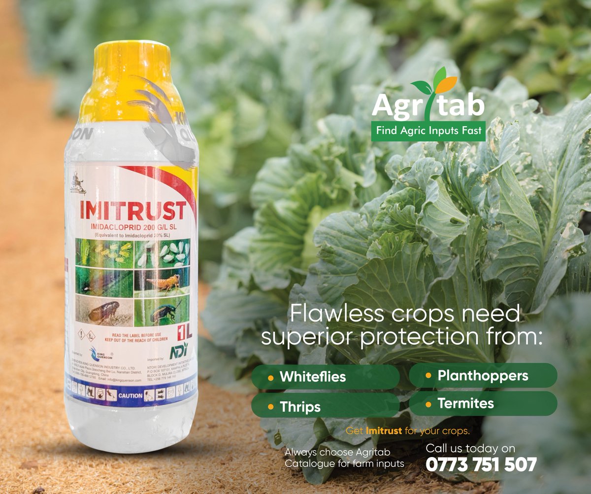 agritabcart's tweet image. Trust IMITRUST (Imidacloprid 200 SL) to eliminate the biggest threats to your cabbages &amp;amp; other plants:
✅ Whiteflies ✅ Thrips ✅ Planthoppers ✅ Termites
Get Imitrust for your crops! 📞 Call us today on 0773 751 507
#Agritab #Imidacloprid #PestProtection #CropCare #FlawlessCrops
