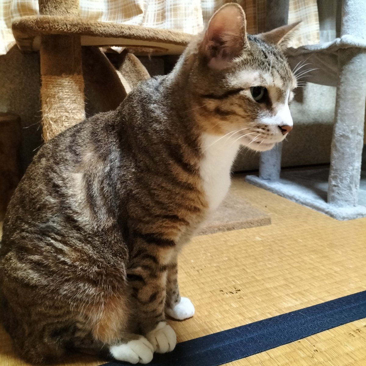 たぁ🐾 tweet media