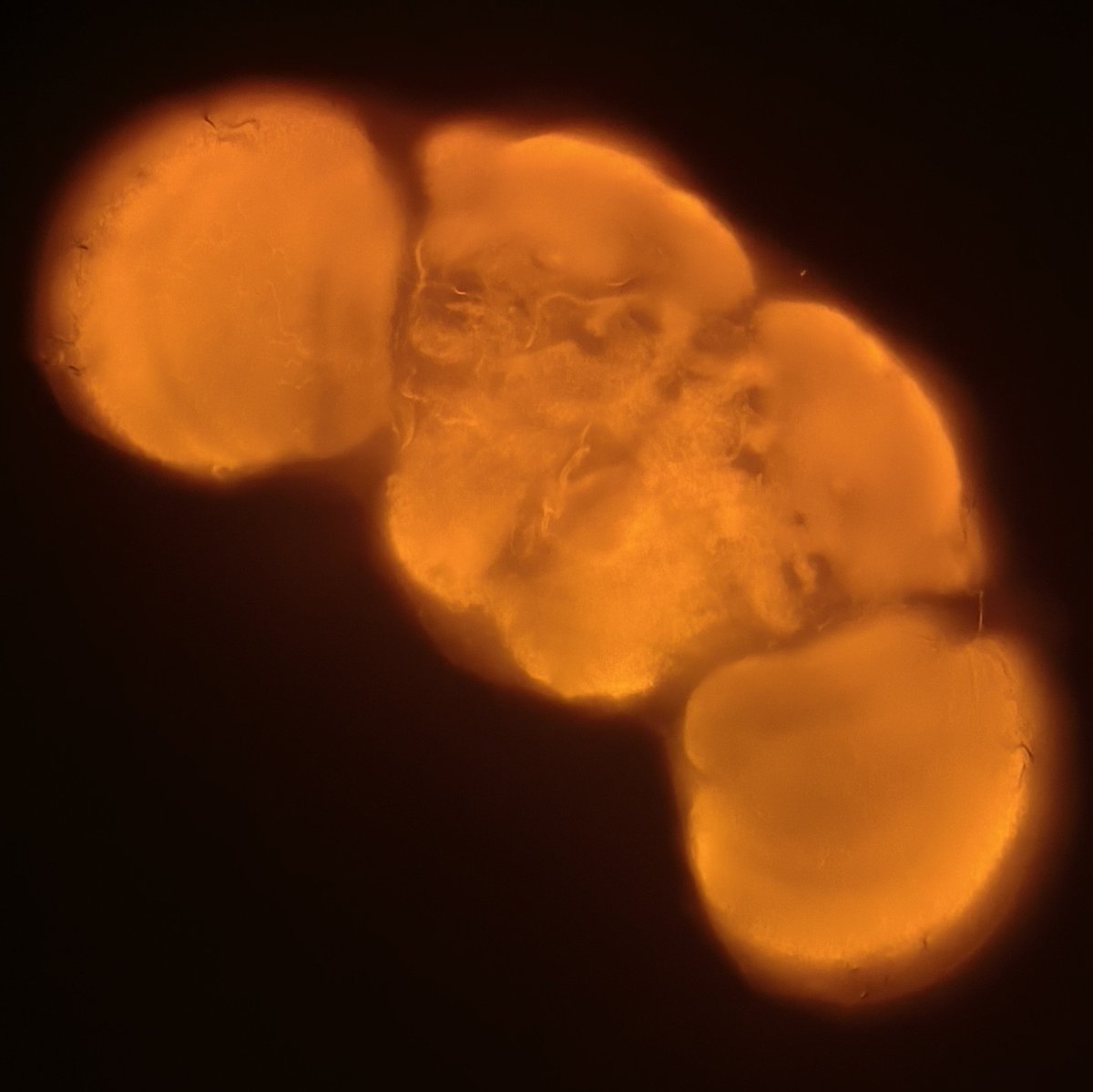 Not fireworks, but neurons,
Not flames, but fluorescence!
Celebrating light everywhere; from Diyas to Brains.
Happy Diwali to you all. ✨🪔

#microscopicmagic #fluorescentfestival #festivaloflights