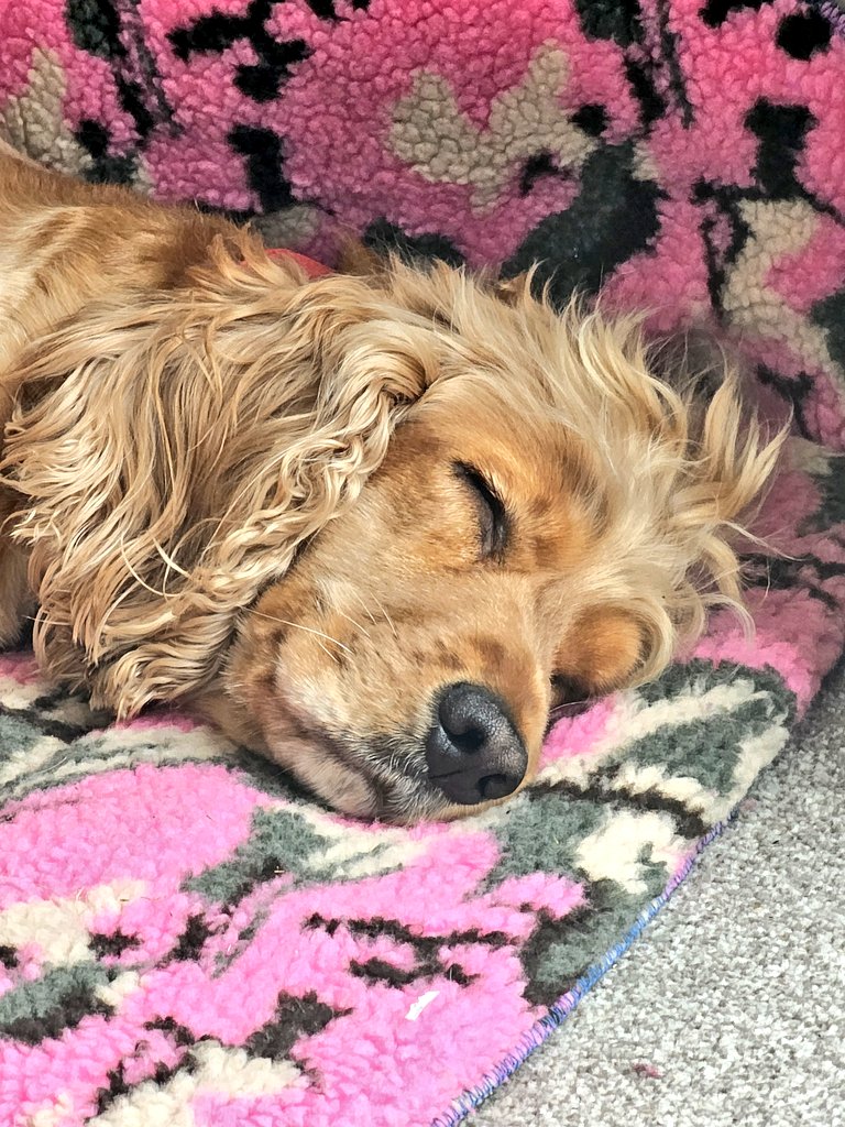 BonnieBess6's tweet photo. It's one of those sorts of days, wake me up when it's time for elevenses #MondayVibes #itsrainingagain https://t.co/KAbCGya3E2