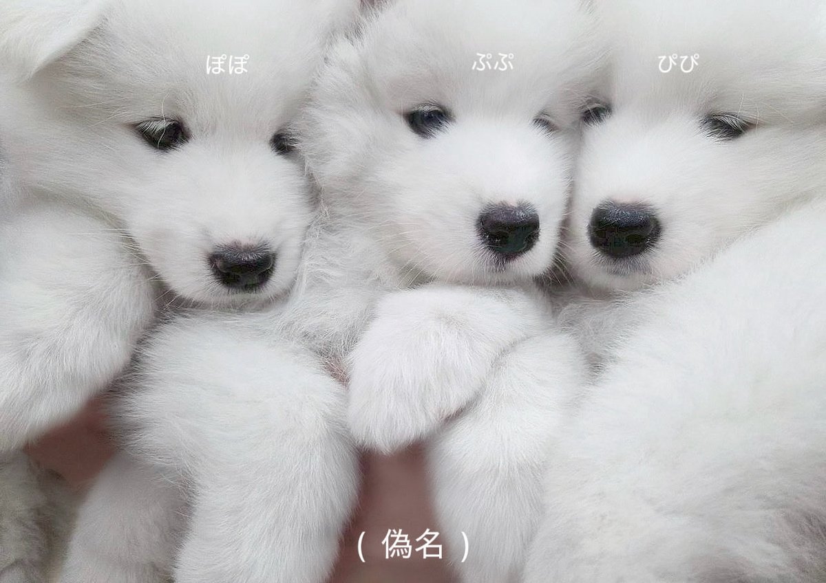 久しぶりに実家に帰ると 自分の部屋が サモエド赤ちゃん３匹 の部屋になってました 。

自分のグラビアより いいね ついてほしい 。