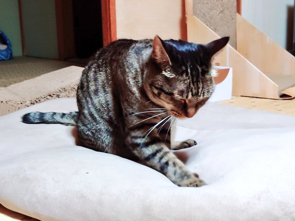 Cat_symfony's tweet image. 心臓もみもみでしゅよ〜🩺🫀
#猫かわいいね #猫のいる暮らし