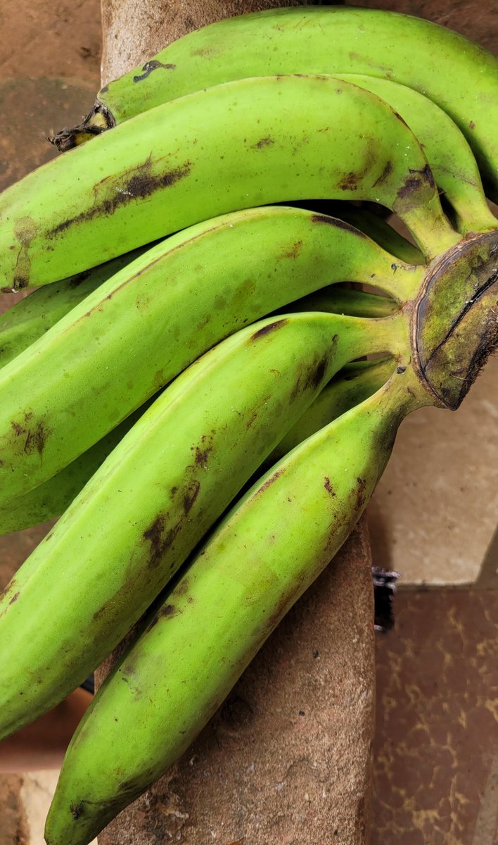 DanielRegha's tweet photo. Eat healthy.
Some boiled unripe plantains and stew. Good meal...👍🏼 https://t.co/1tchUbTtkL