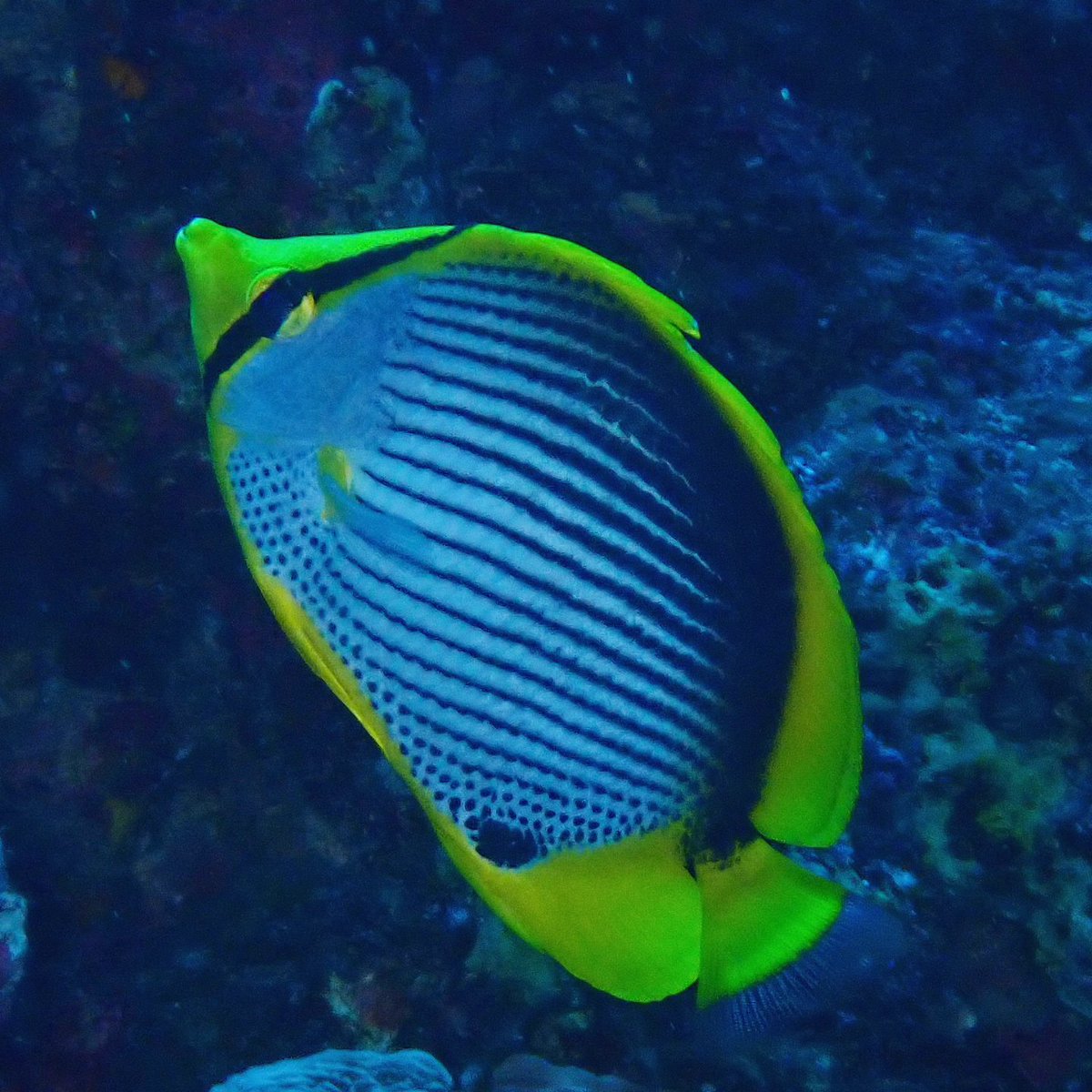kachua_x's tweet photo. レモン色の縁取りがかわいい
#アケボノチョウチョウウオ
#blackbackbutterflyfish
#ダイビング #スキューバダイビング
#久米島 #kumeisland
#ダイブショップエスティバン
#diving #underwater #DIVERMAG
#instadive #scubadiving
#underwaterphotography https://t.co/SP8CTYgHmL