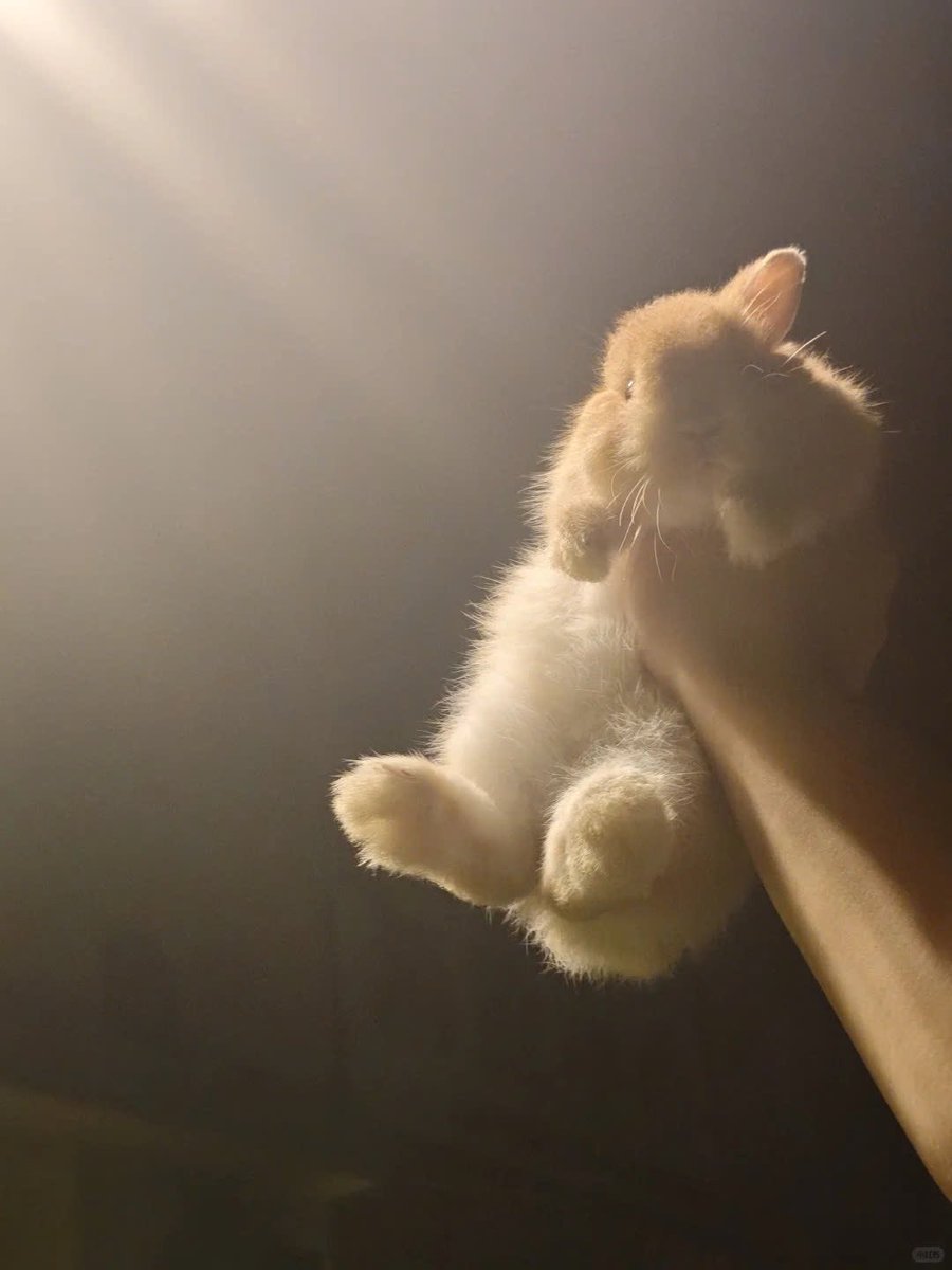 Why you should have a rabbit (@shouldhaverabit) on Twitter photo 