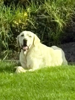 ATENCIÓN ANTEQUERA !!
Este mastín (no sabemos si es macho o hembra) lleva unos días suelto por las afueras de #Antequera (Málaga).
¿Alguien lo ha perdido, lo está buscando o lo reconoce?.
CONTACTO: Arca del Torcal móvil 637 17 60 58 (WhatsApp).