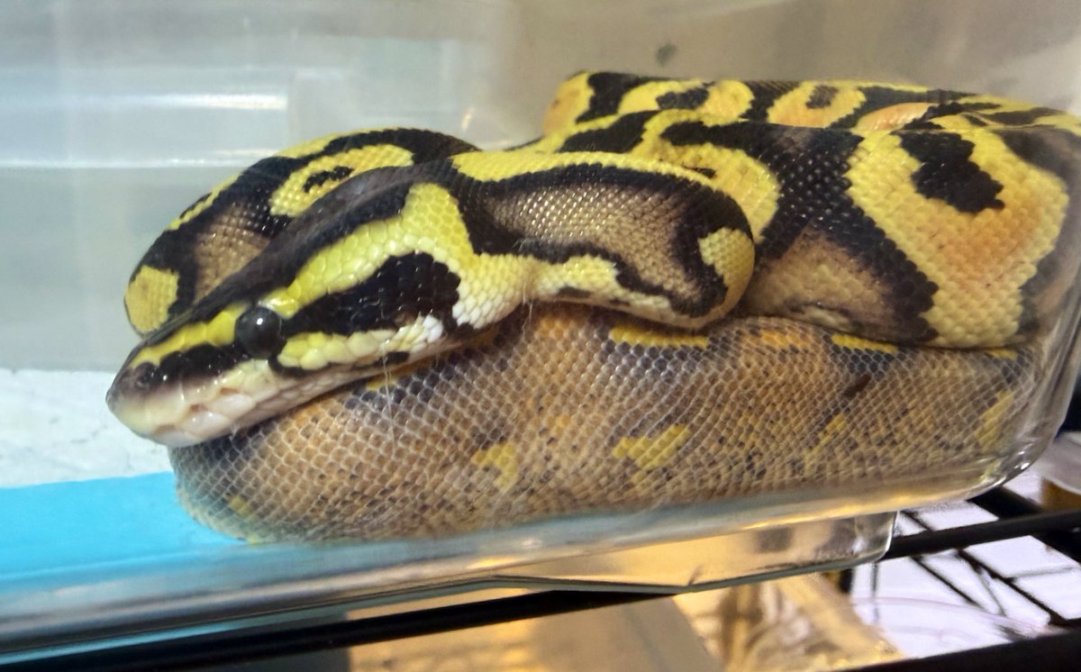anoerAF's tweet image. My Ball Python morning today 🐍✨
The pattern looks like golden armor — absolutely stunning.
今日も元気にまったり中😌
#BallPython #ReptileLover #ボールパイソン